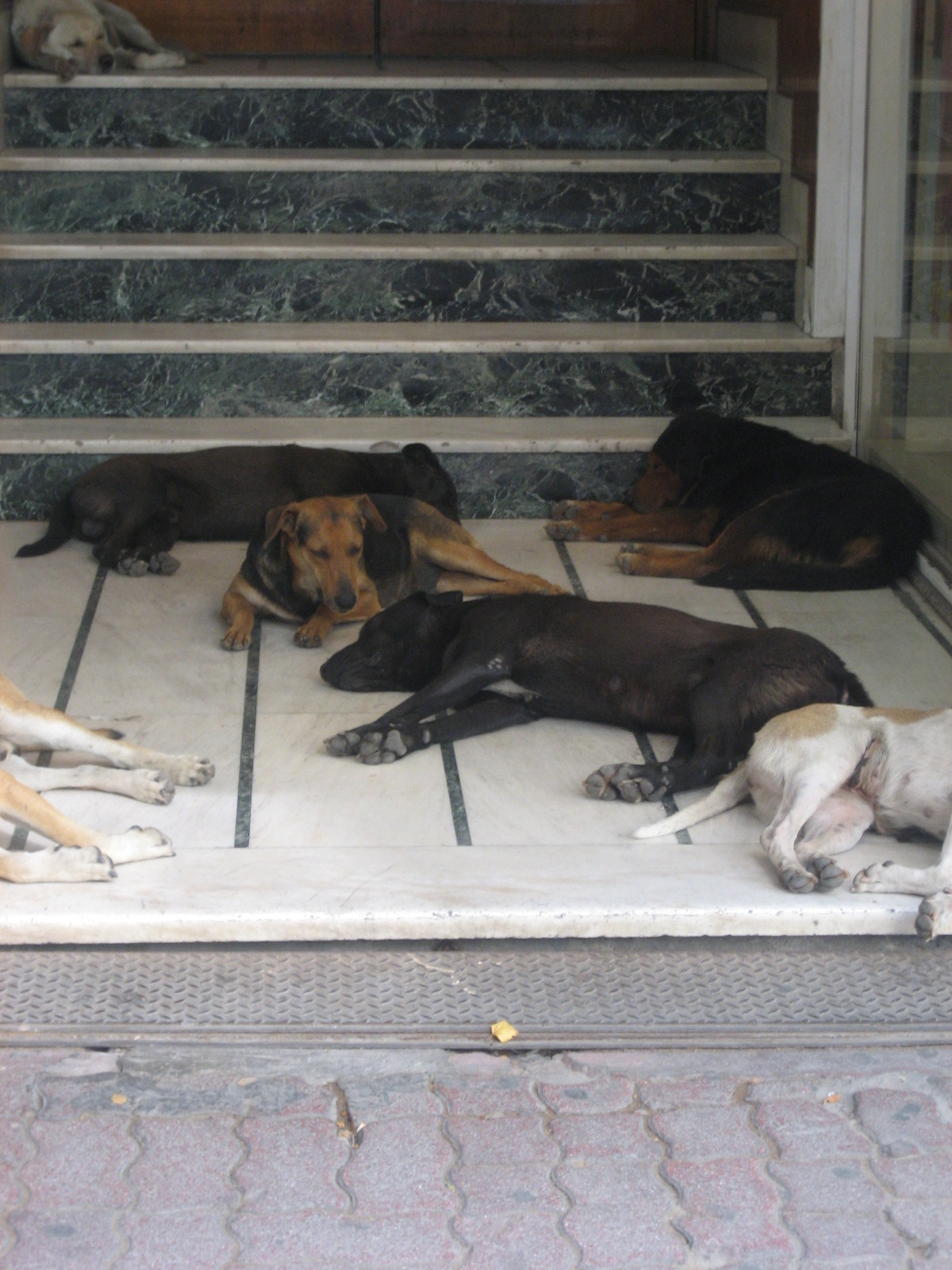 Dogs asleep in the Market in Athens - Greece